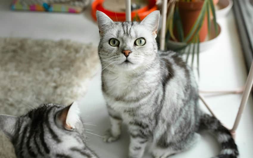 pet-urine KJY Methods Carpet Cleaning